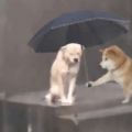 小狗淋雨打伞表情包