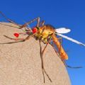 蚊子昆虫生命模拟器