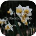 Daffodils Weather